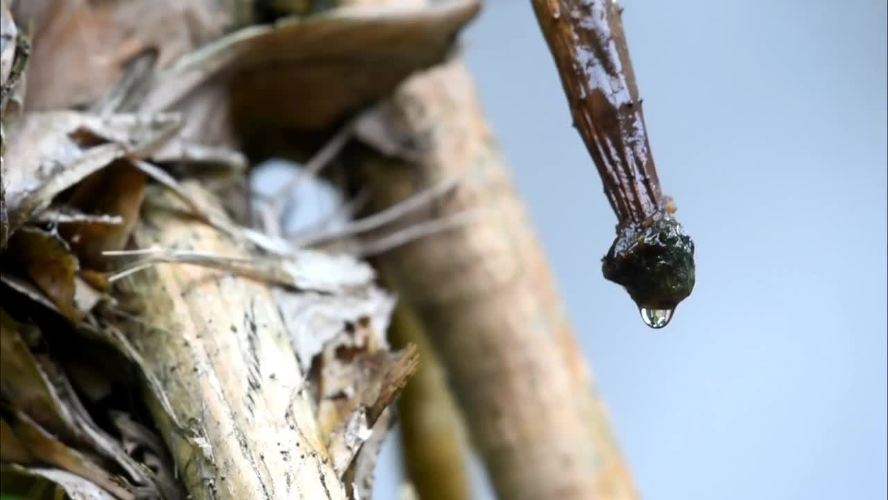 下雨时，水从小树上滴下来视频素材