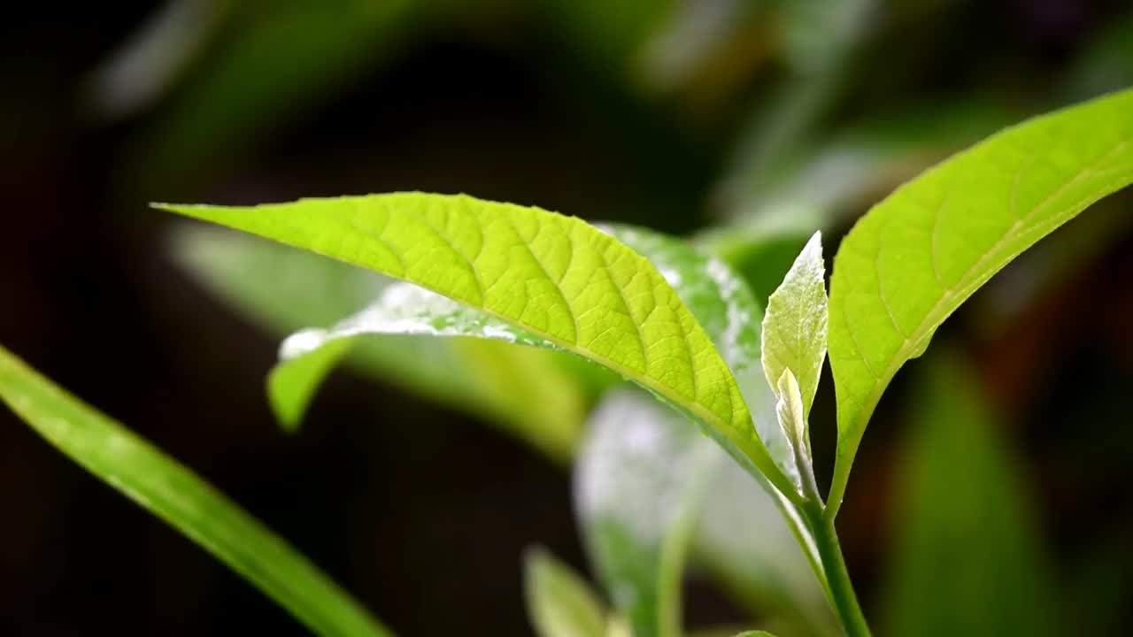 在雨中弄湿了绿叶视频素材