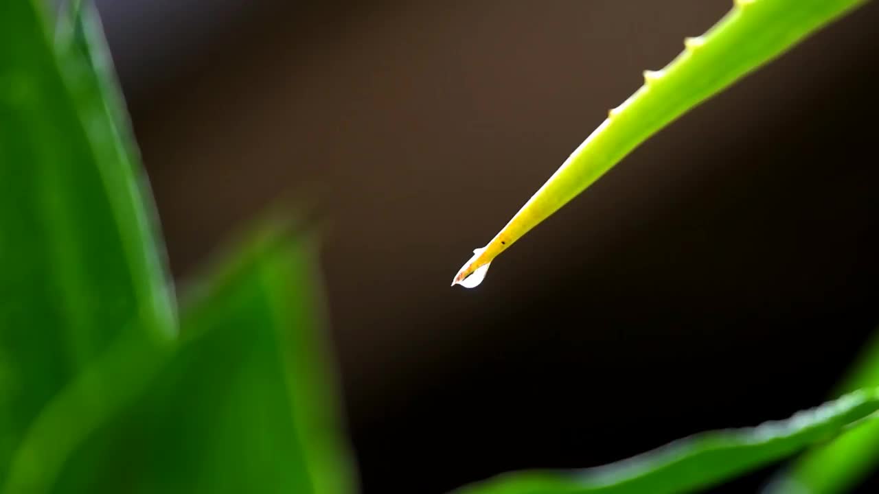 在雨中弄湿了绿叶视频素材