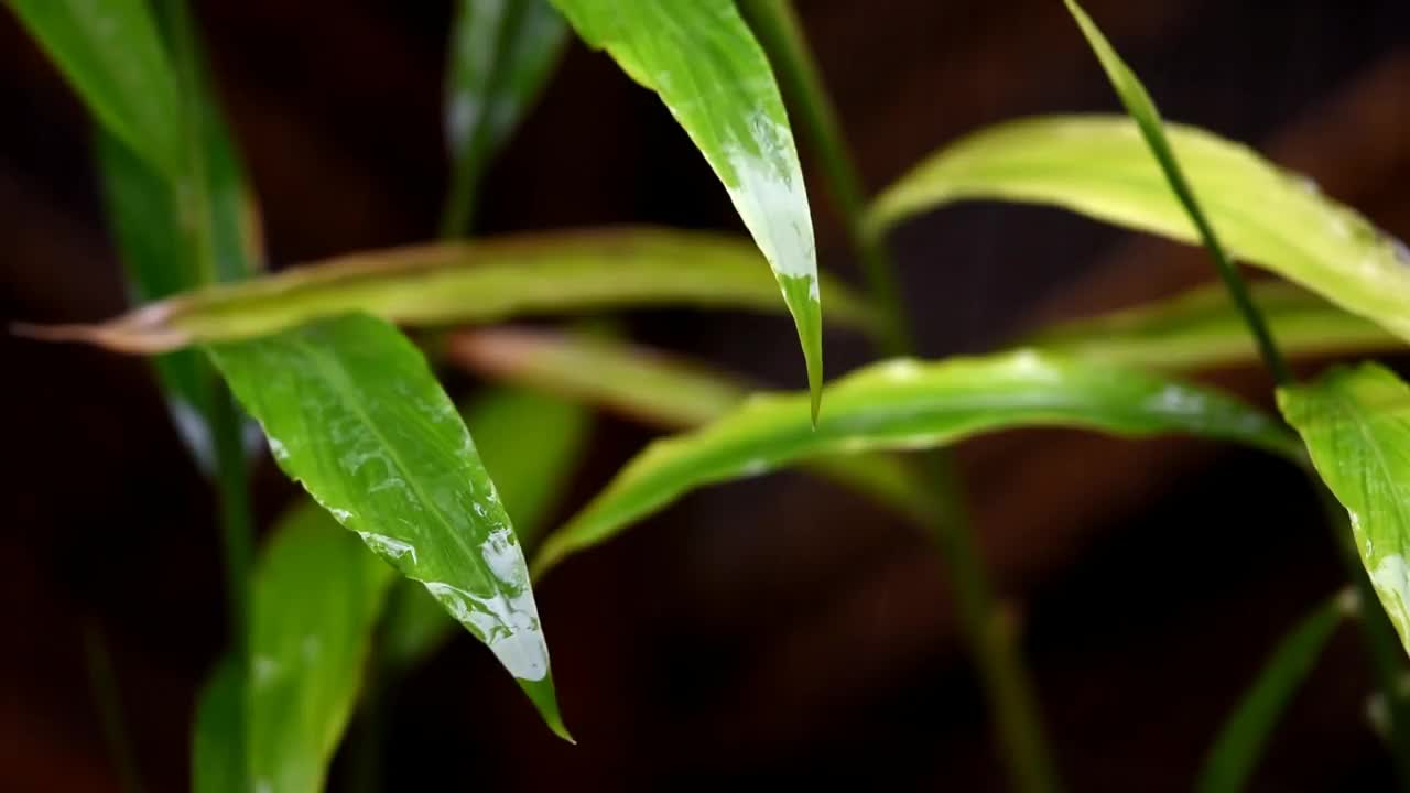 在雨中弄湿了绿叶视频素材