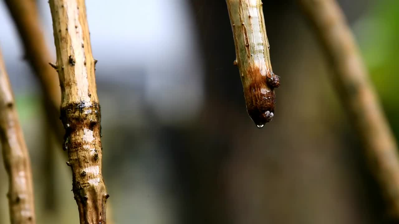 下雨时，水从小树上滴下来视频素材