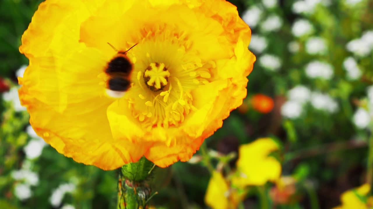 蜜蜂在郁金香花上。视频素材