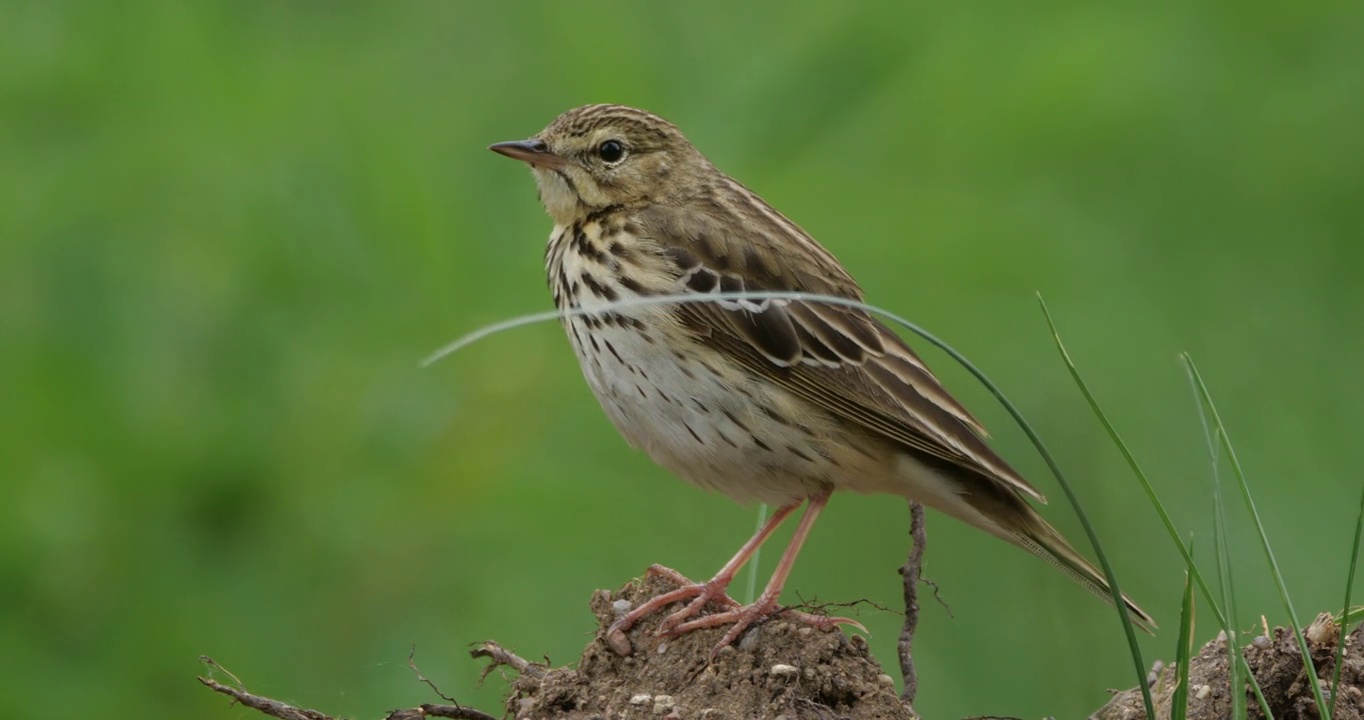 白桦树鹨(白花Anthus trivialis)春季鸣禽，白俄罗斯视频素材