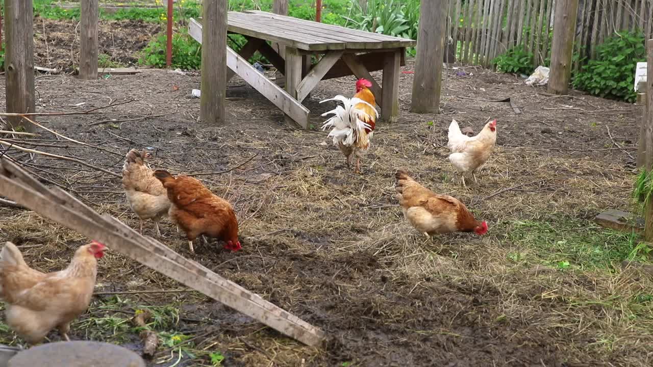 有机动物农场的放养鸡在牧场背景的院子里自由放牧。母鸡在自然生态农场吃草。现代畜牧业和生态农业。动物权利的概念视频素材