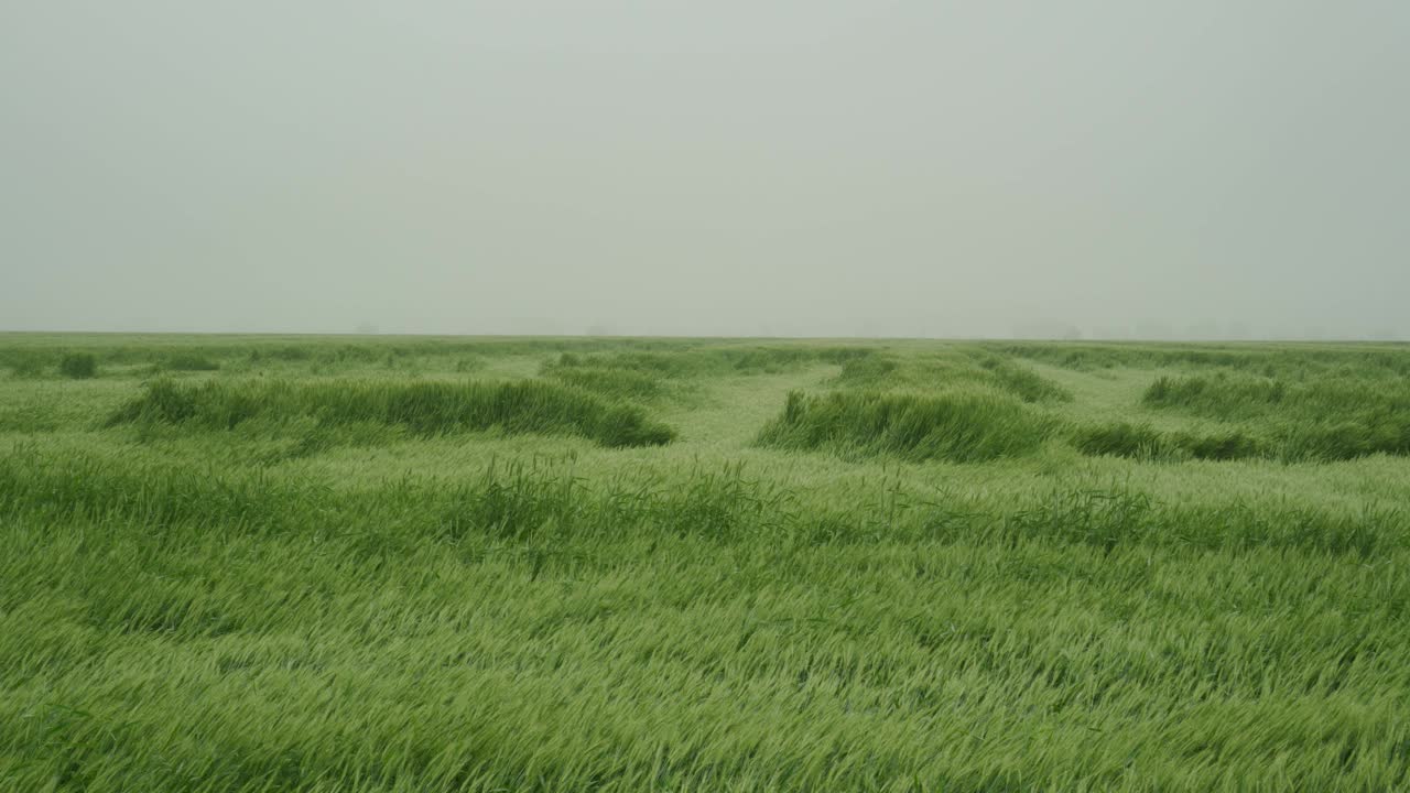 一场强烈飓风过后的麦田。暴雨的后果。腐烂的小麦作物麦穗躺在地上。视频素材