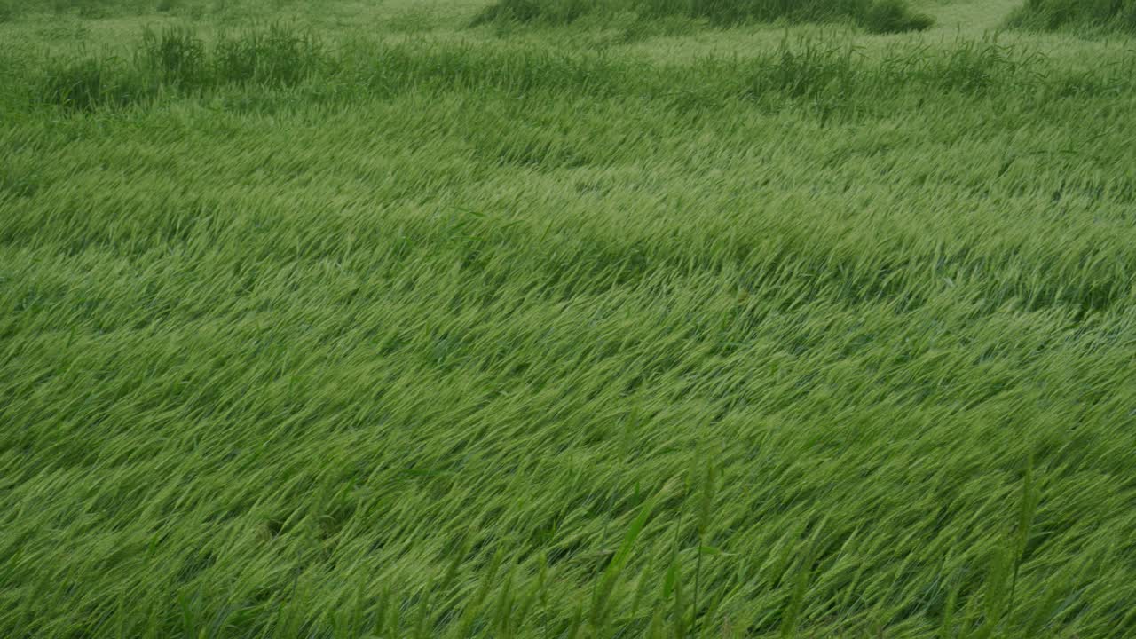 一场强烈飓风过后的麦田。暴雨的后果。腐烂的小麦作物麦穗躺在地上。视频素材