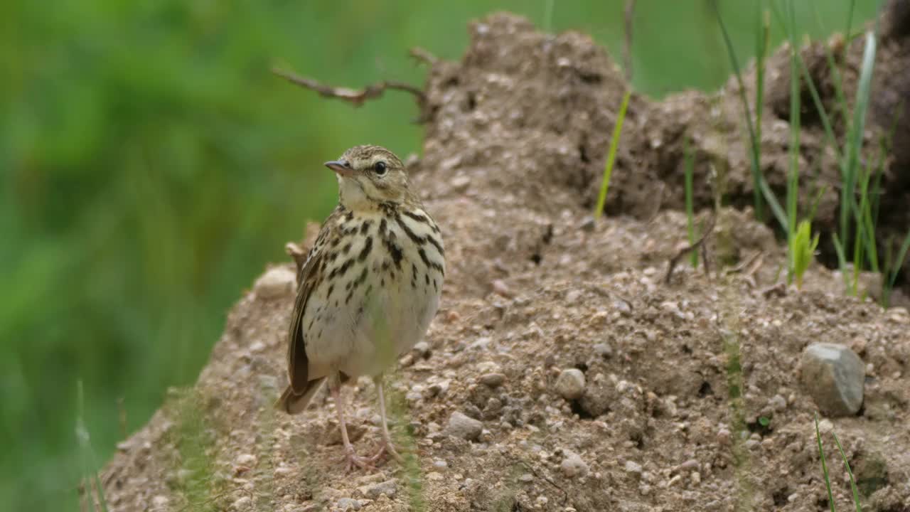 白桦树鹨(白花Anthus trivialis)春季鸣禽，白俄罗斯视频素材