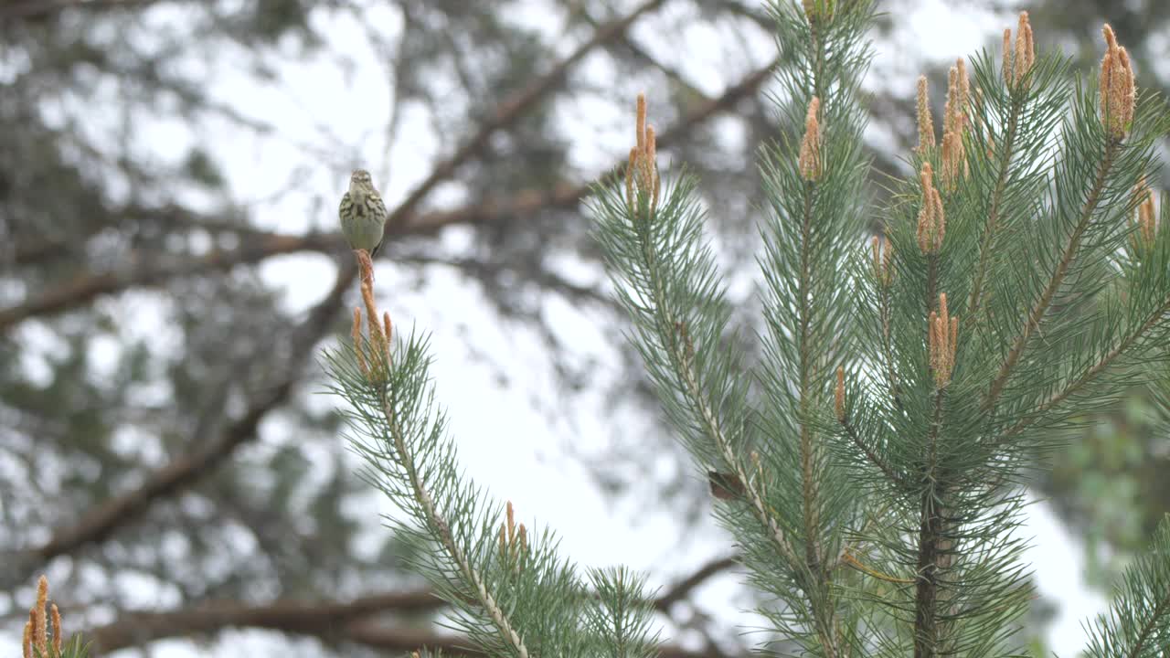 白桦树鹨(白花Anthus trivialis)春季鸣禽，白俄罗斯视频素材