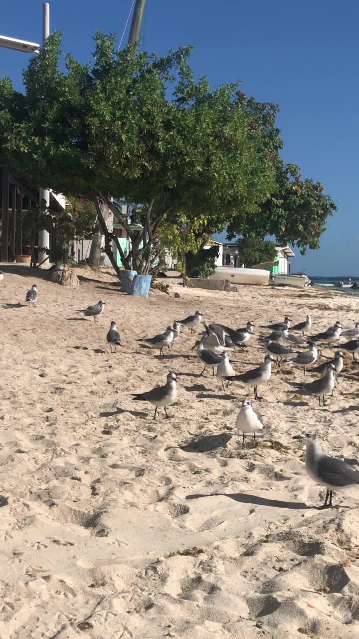 一群海鸥在加勒比海海滩上疯狂觅食的慢动作镜头视频素材