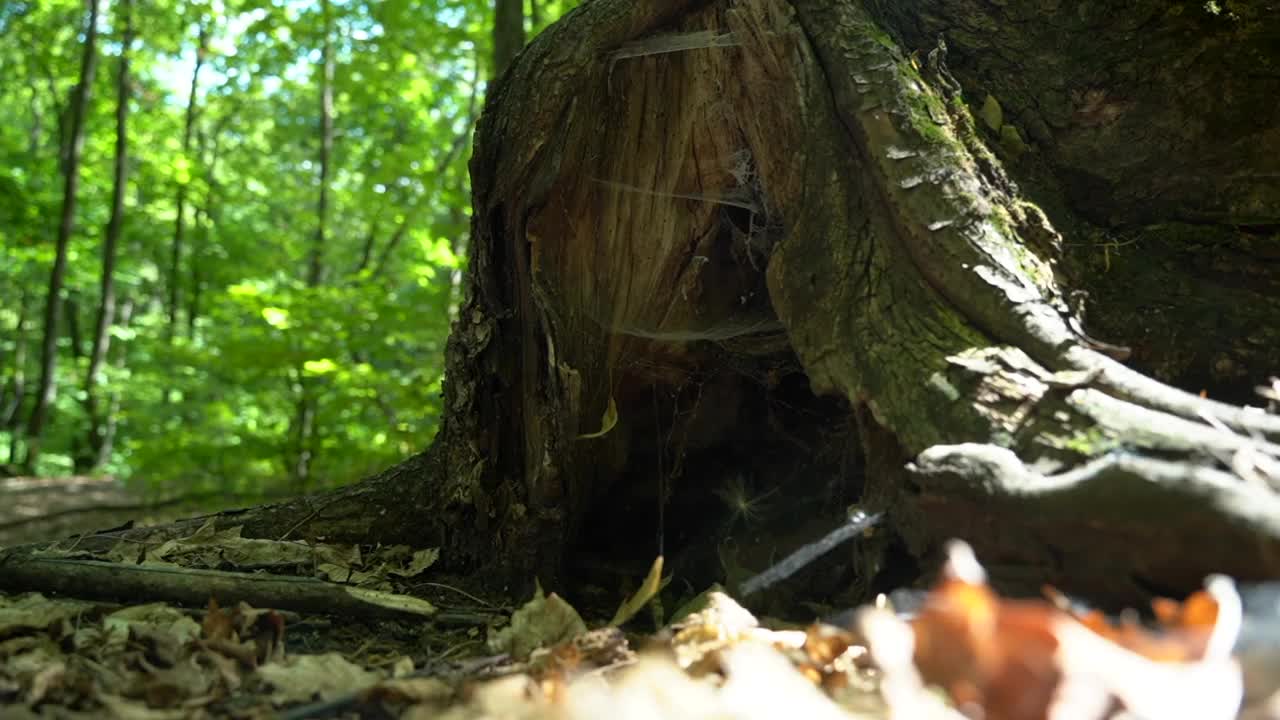 他的网在树里面，阳光透过树叶照耀。特写镜头视频素材