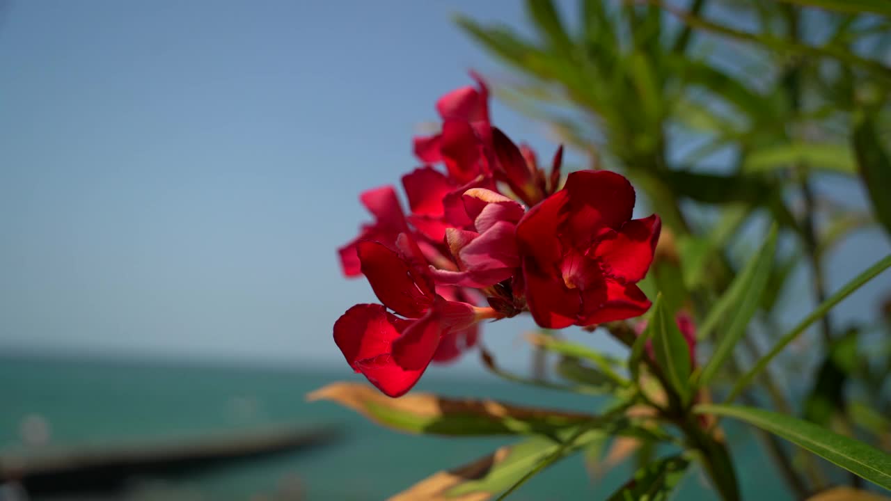 风在大海的背景下摇动着树枝视频素材