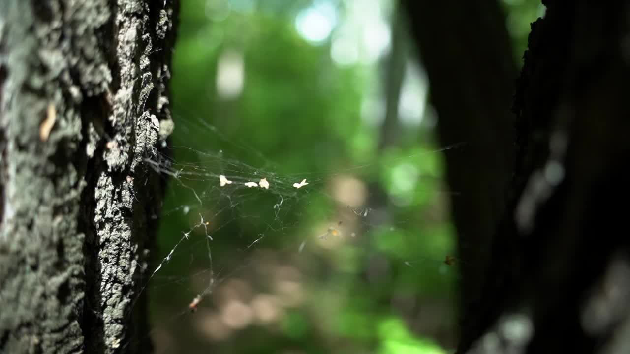 那张网伸展在两棵树之间。阳光灿烂视频素材