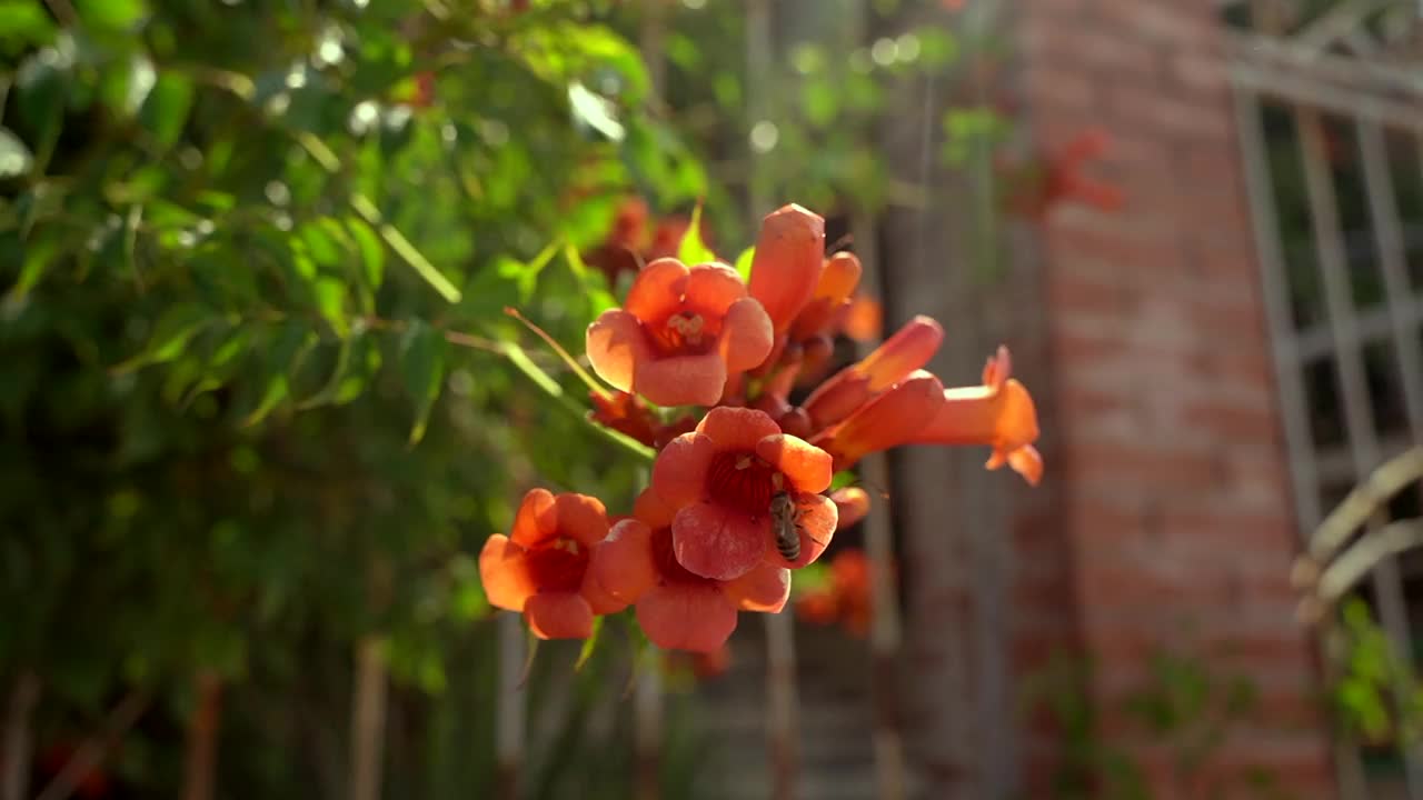 花在风中摇曳，一只蜜蜂在上面爬视频素材