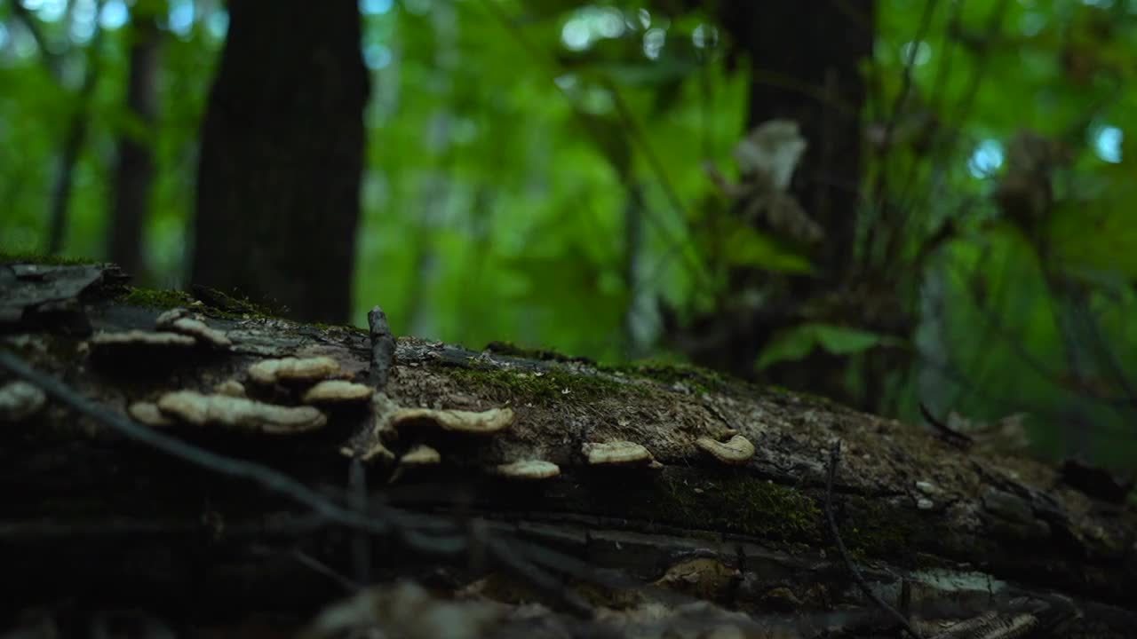 一名男子穿着运动鞋旅行，踩在长满蘑菇和苔藓的圆木上视频素材