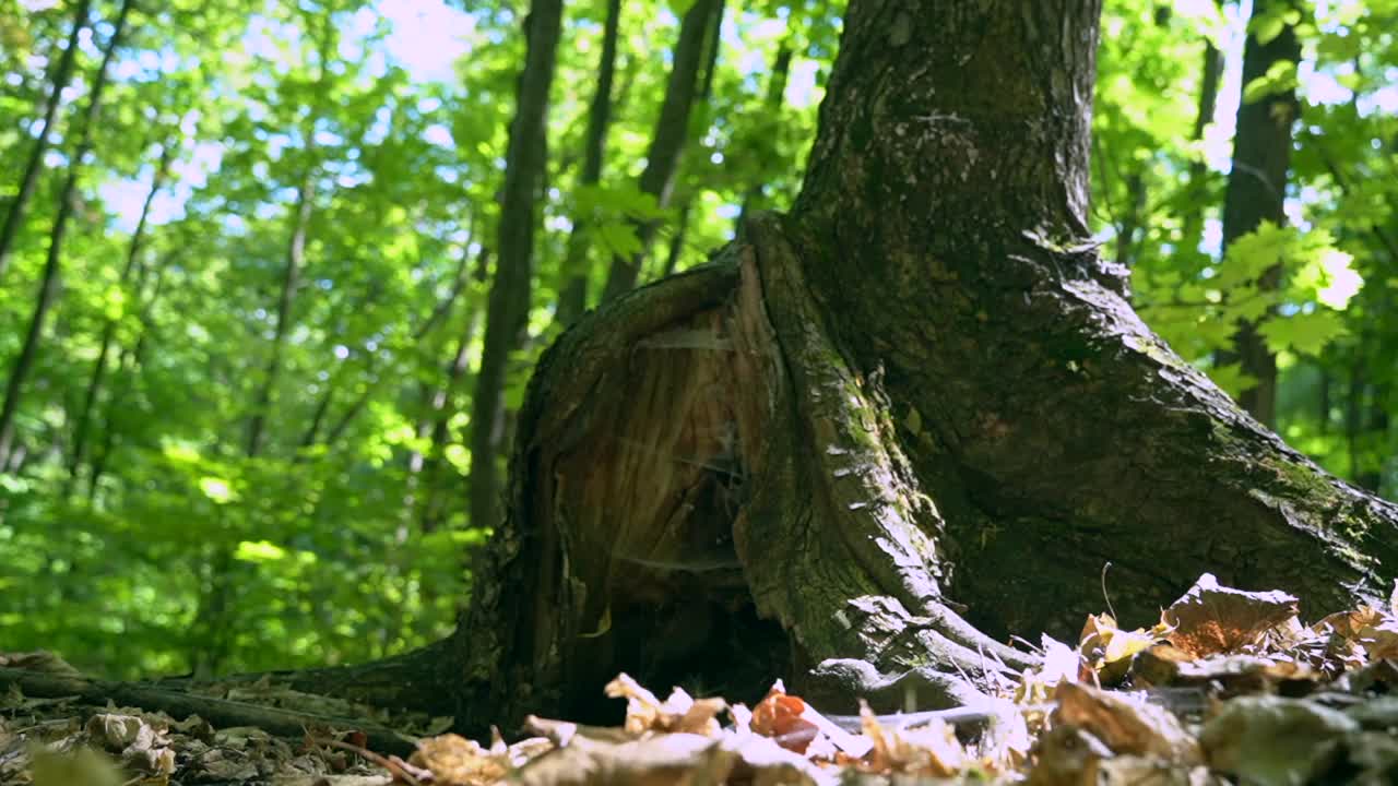 网在树的里面，阳光透过树叶照进来视频素材