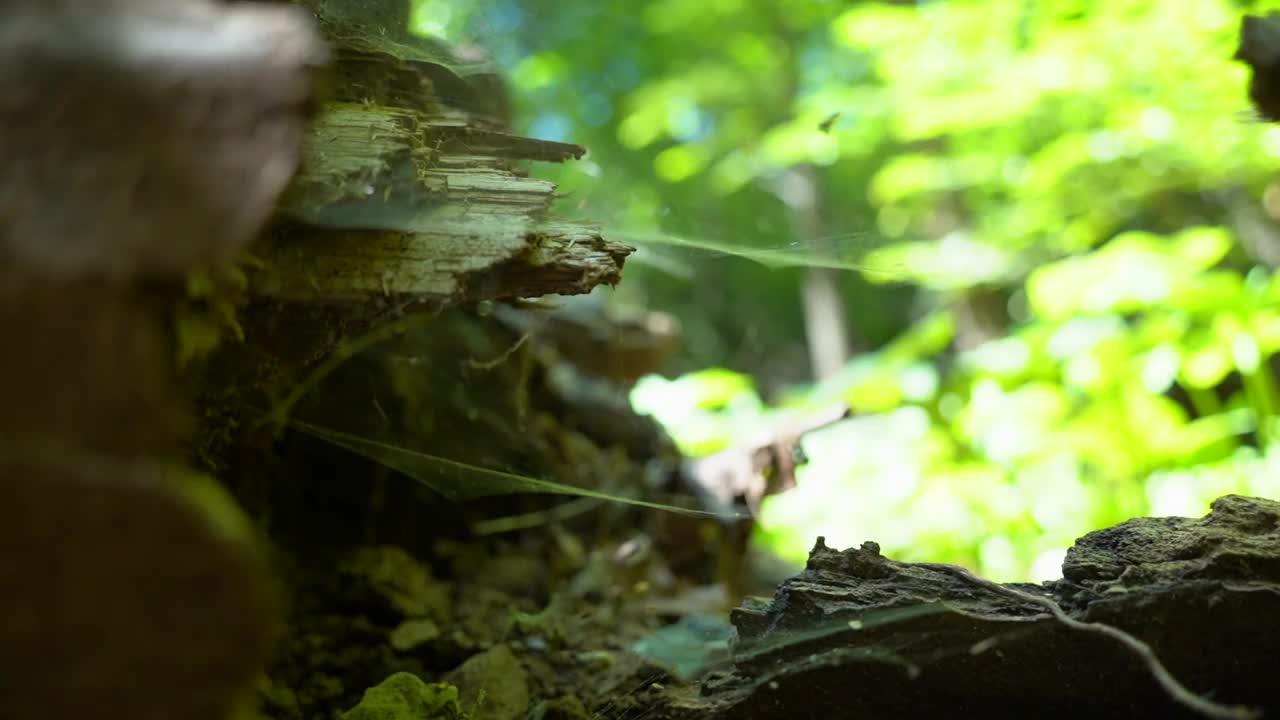 他的网在树里面，阳光透过树叶照耀。特写镜头视频下载