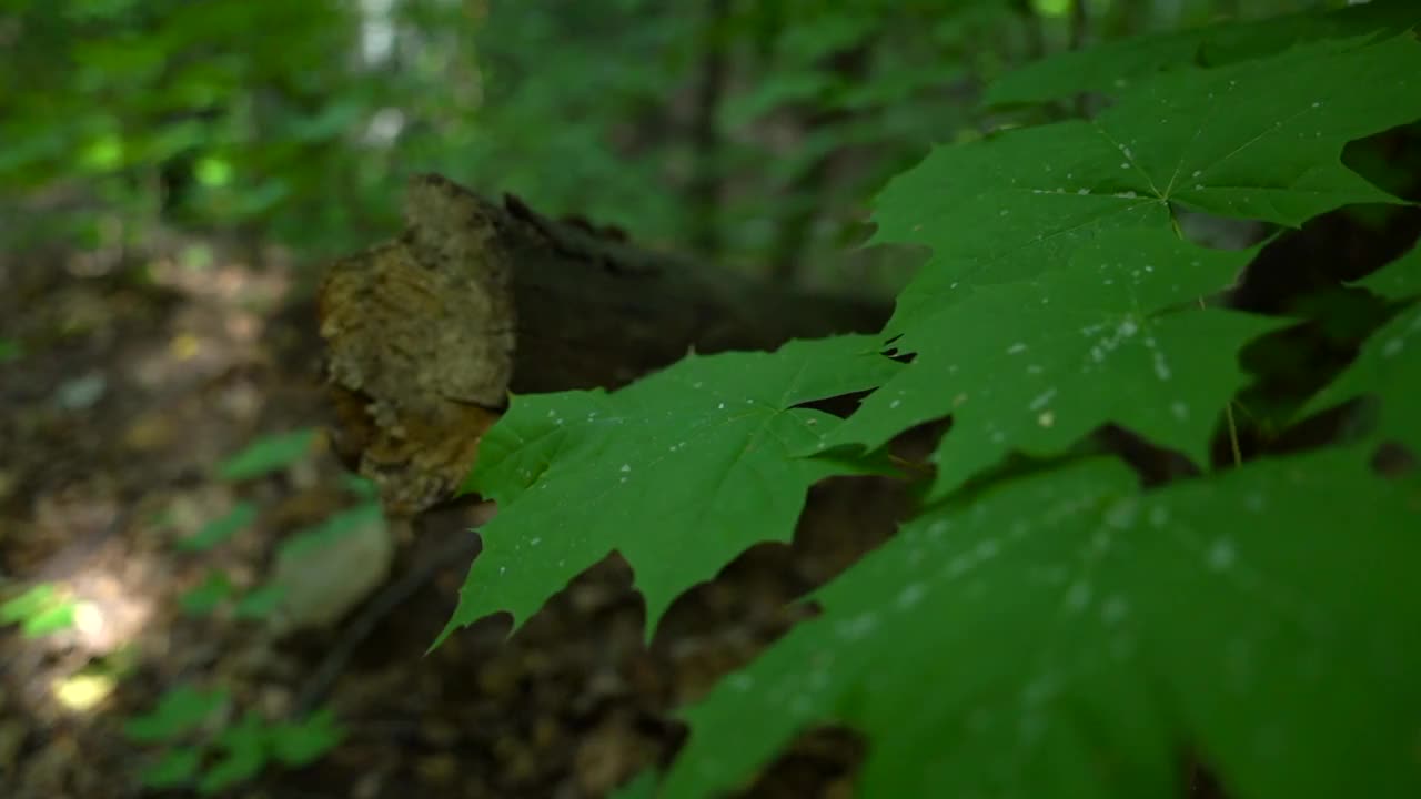 灌木的叶子在一棵倒下的树的映衬下颤动着视频素材