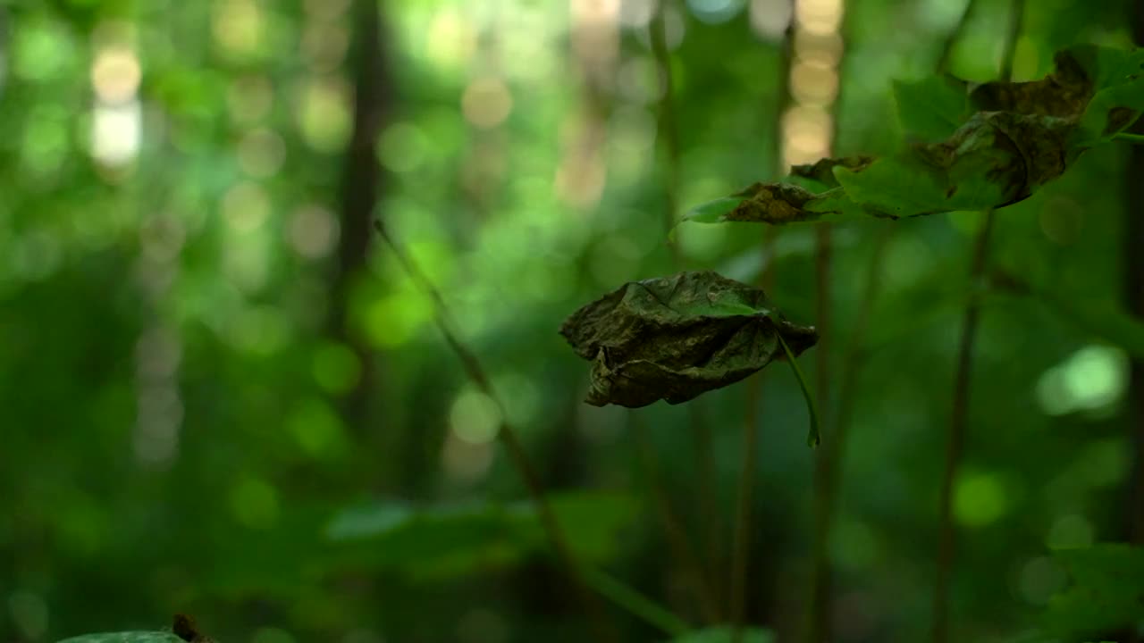 老叶子挂在网上视频素材