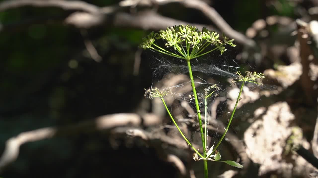 一朵结满蜘蛛网的花向着太阳生长视频素材