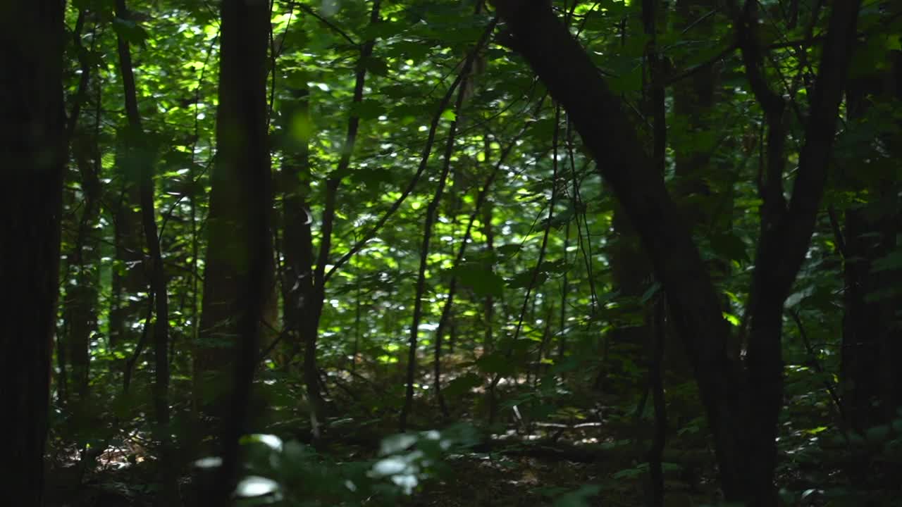 森林中的一条路。树枝和树叶形成了一条走廊视频素材