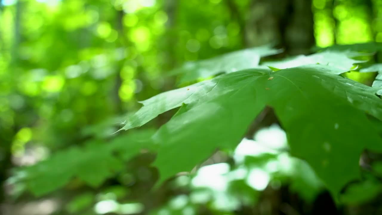 灌木的叶子在风中摇摆。阳光灿烂视频下载