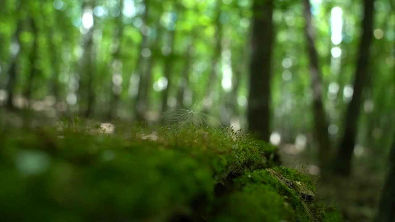 一团绒毛躺在苔藓上，随风摇摆视频素材