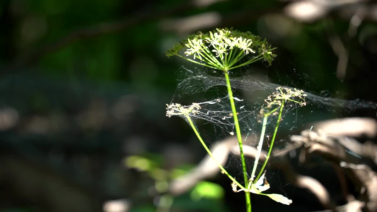 一朵结满蜘蛛网的花向着太阳生长视频下载