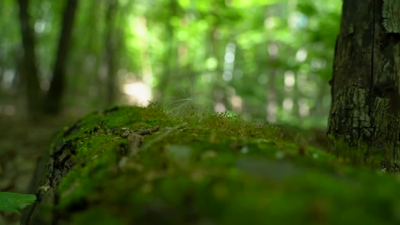 一团绒毛躺在苔藓上，随风摇摆视频素材