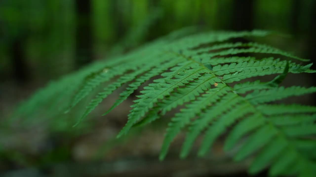 蕨类植物的叶子在风中摇曳视频下载