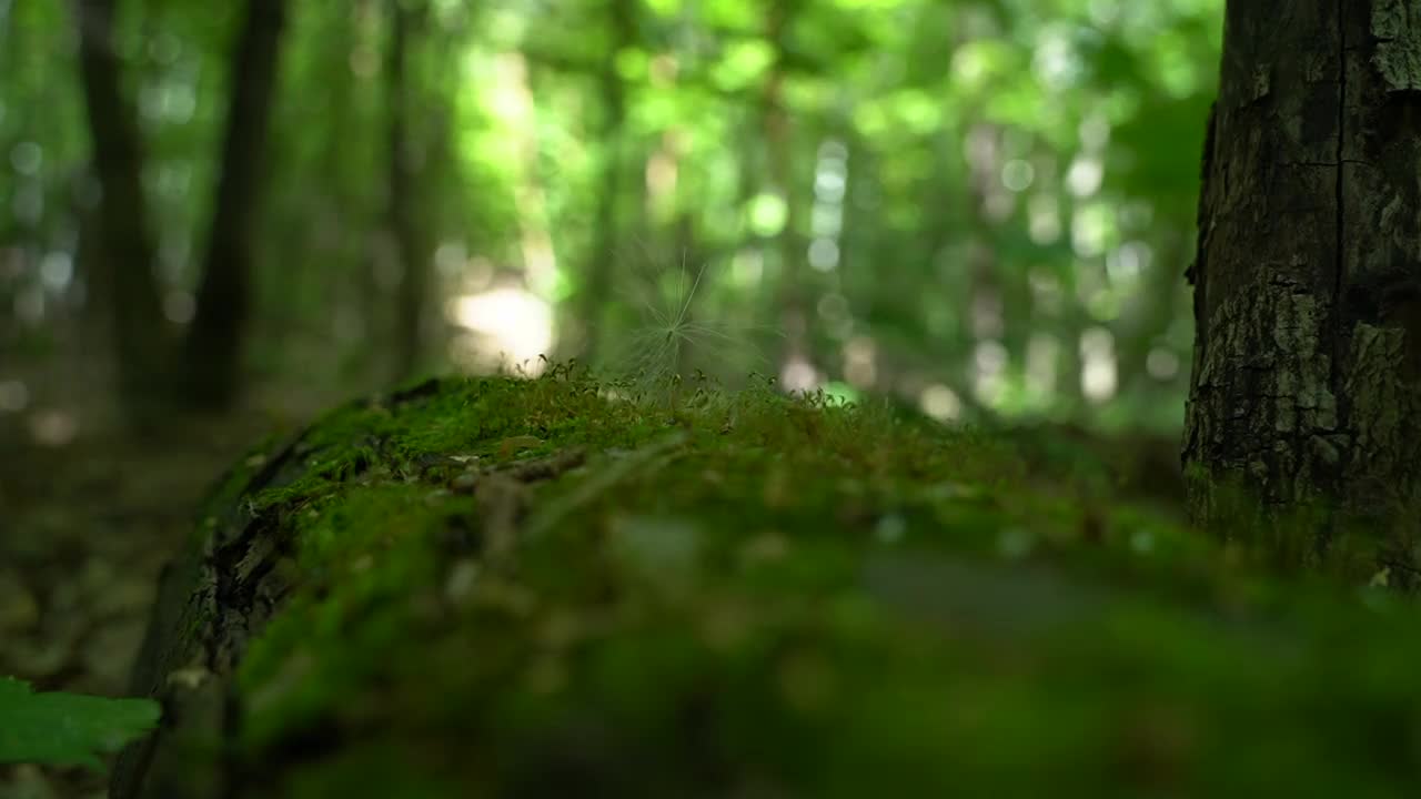 一团绒毛躺在苔藓上，随风摇摆视频素材