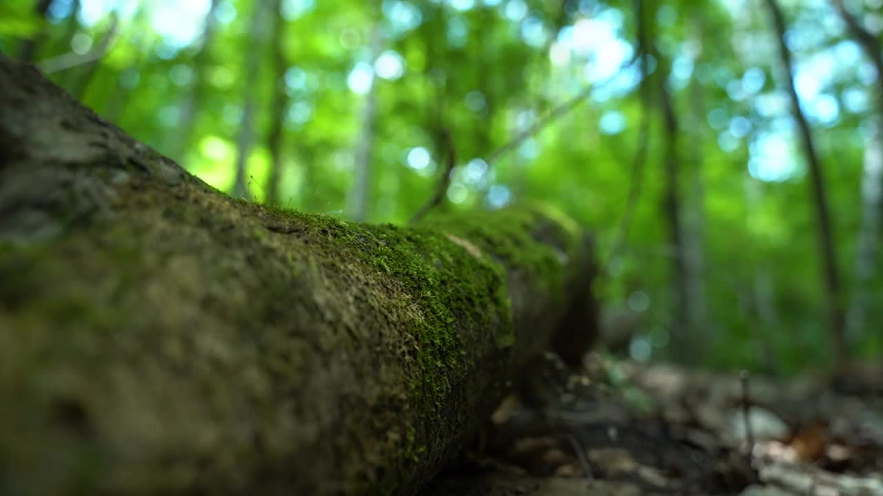 一棵长满苔藓的树躺在地上视频下载