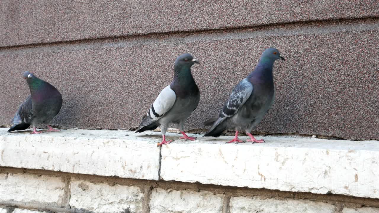 城市鸟类视频素材