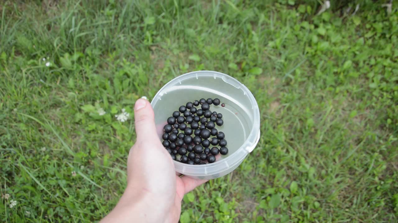 夏天在花园里采摘成熟的浆果视频素材