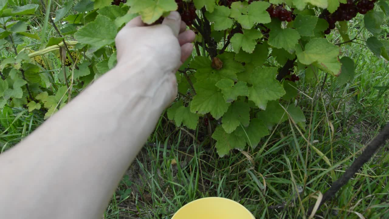 夏天在花园里采摘成熟的浆果视频素材