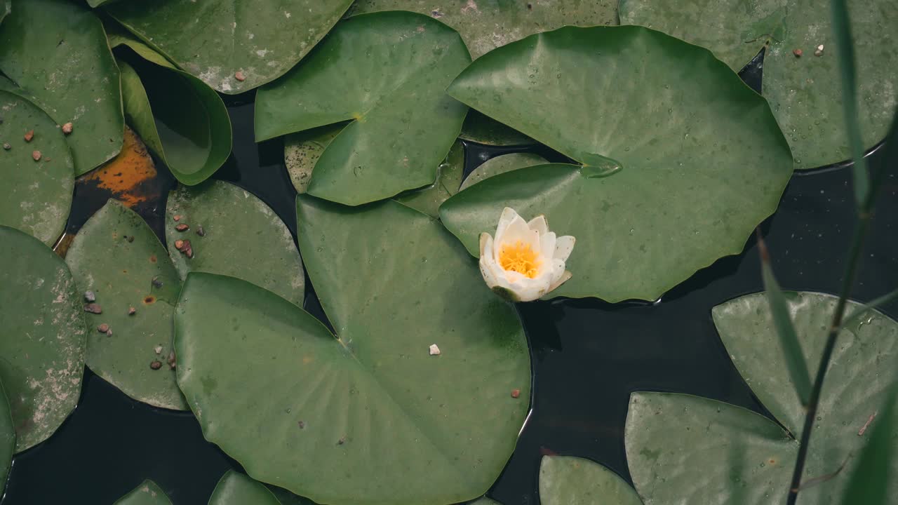 夏季植物百合在湖中开花的镜头视频素材