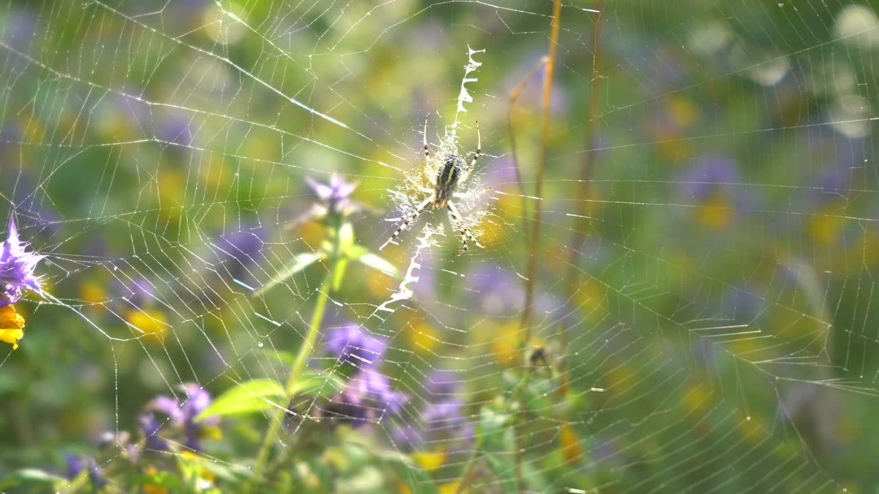 蜘蛛坐在网上。编织蜘蛛网视频素材