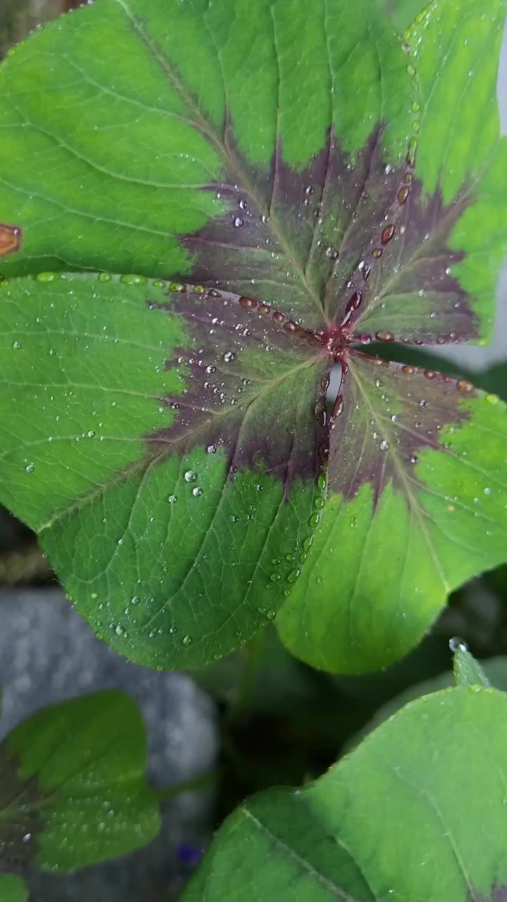 幸运的三叶草视频素材