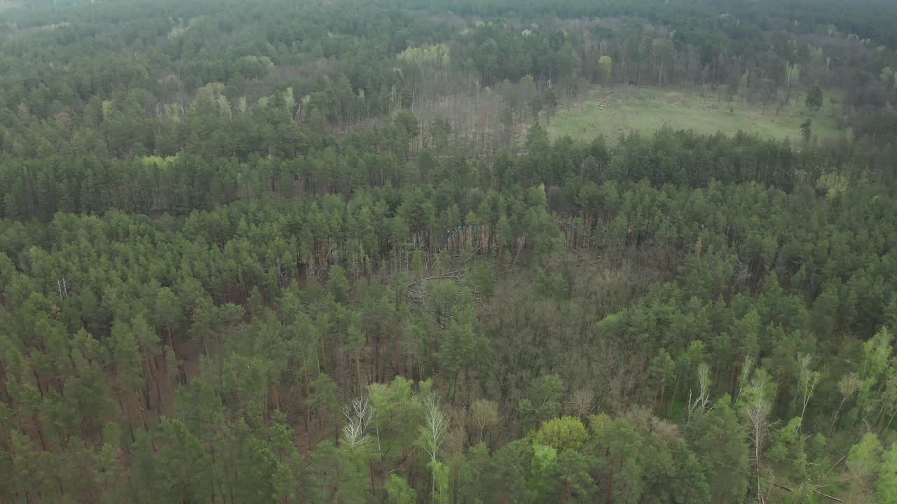 空中森林景观。早草地地平线草甸视频素材