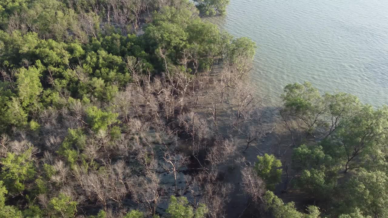 鸟瞰图干燥裸露的树红树林视频素材