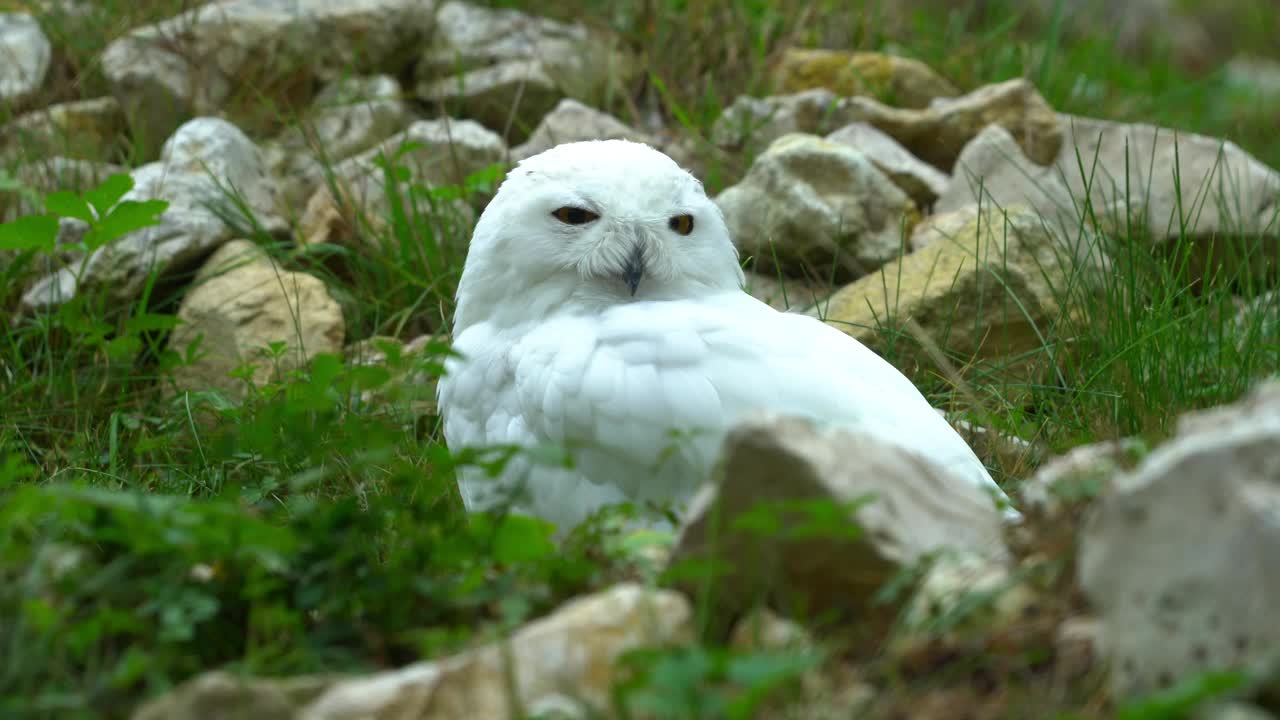 雪鸮（Bubo scandiacus）视频素材