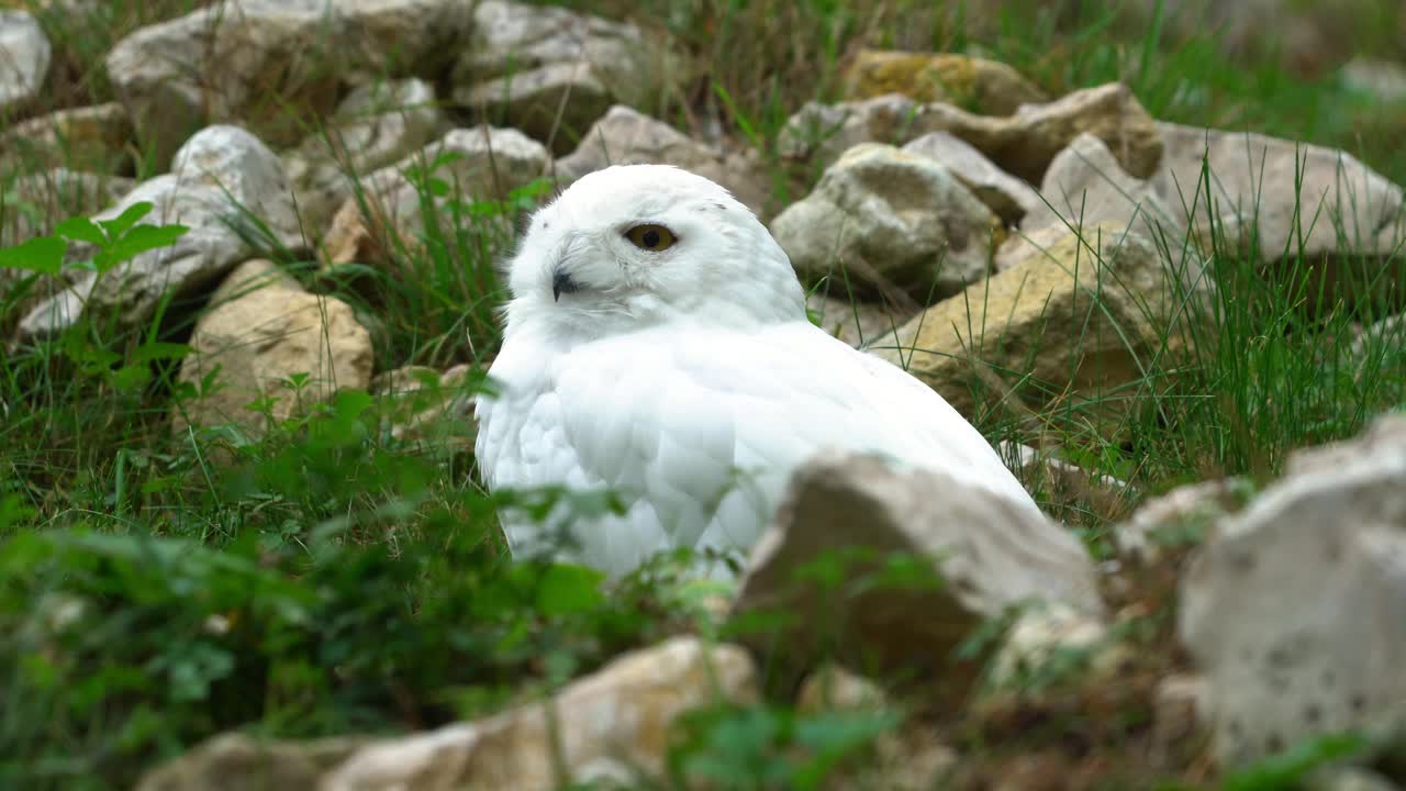 雪鸮（Bubo scandiacus）视频素材