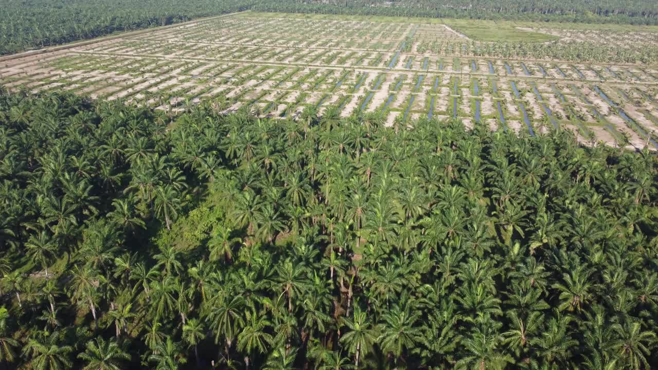 飞越再植油棕幼苗的种植园视频素材