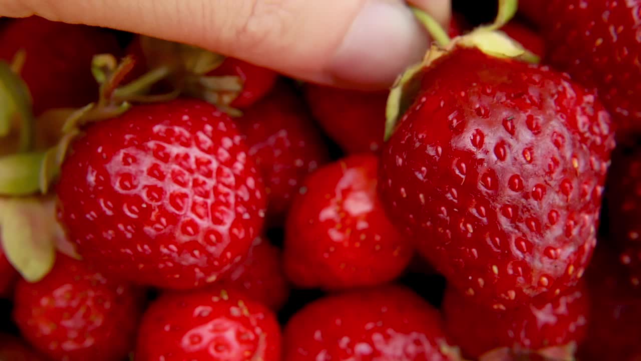 女人手拿成熟的红色水果草莓宏观极端接近。季节性的夏季红浆果。一堆新鲜的草莓。健康有机甜点，素食概念视频素材