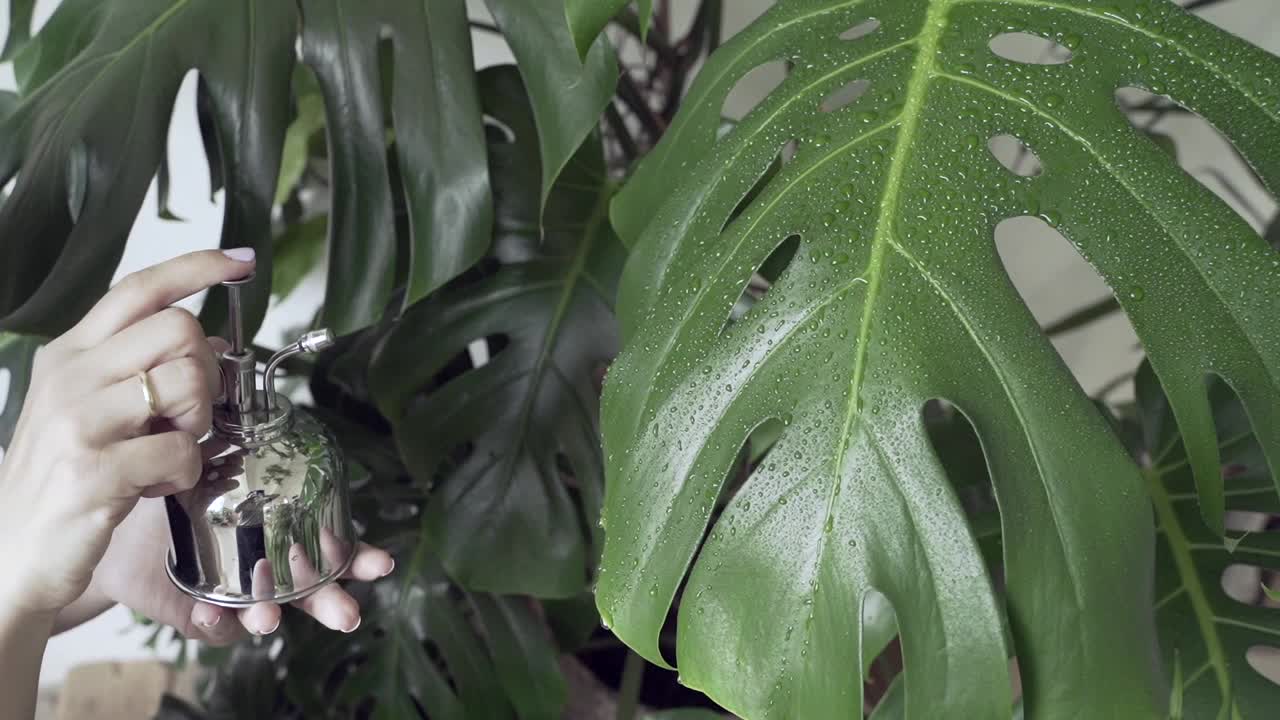 一位妇女用喷雾器里的清水给植物浇水视频素材