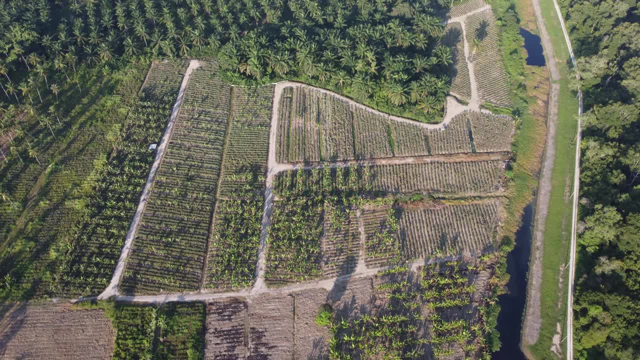 从空中俯瞰农村农场的香蕉种植园视频素材