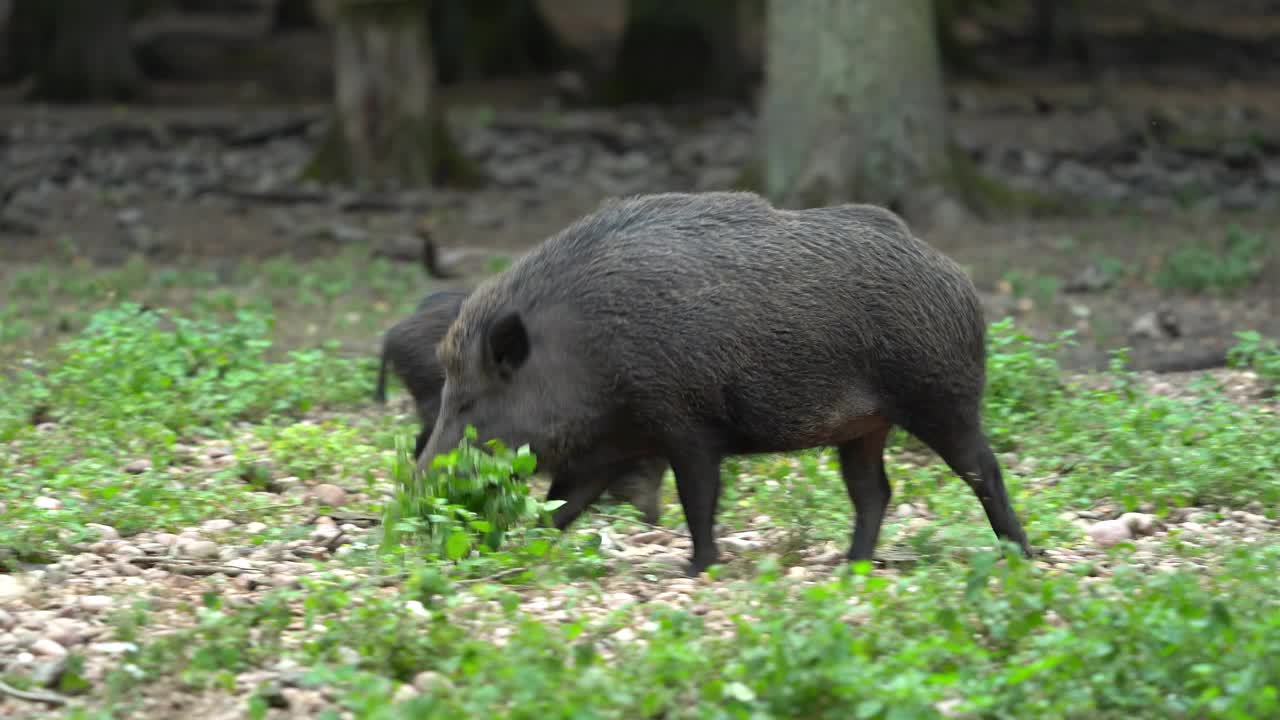 野猪（Sus scrofa）视频素材