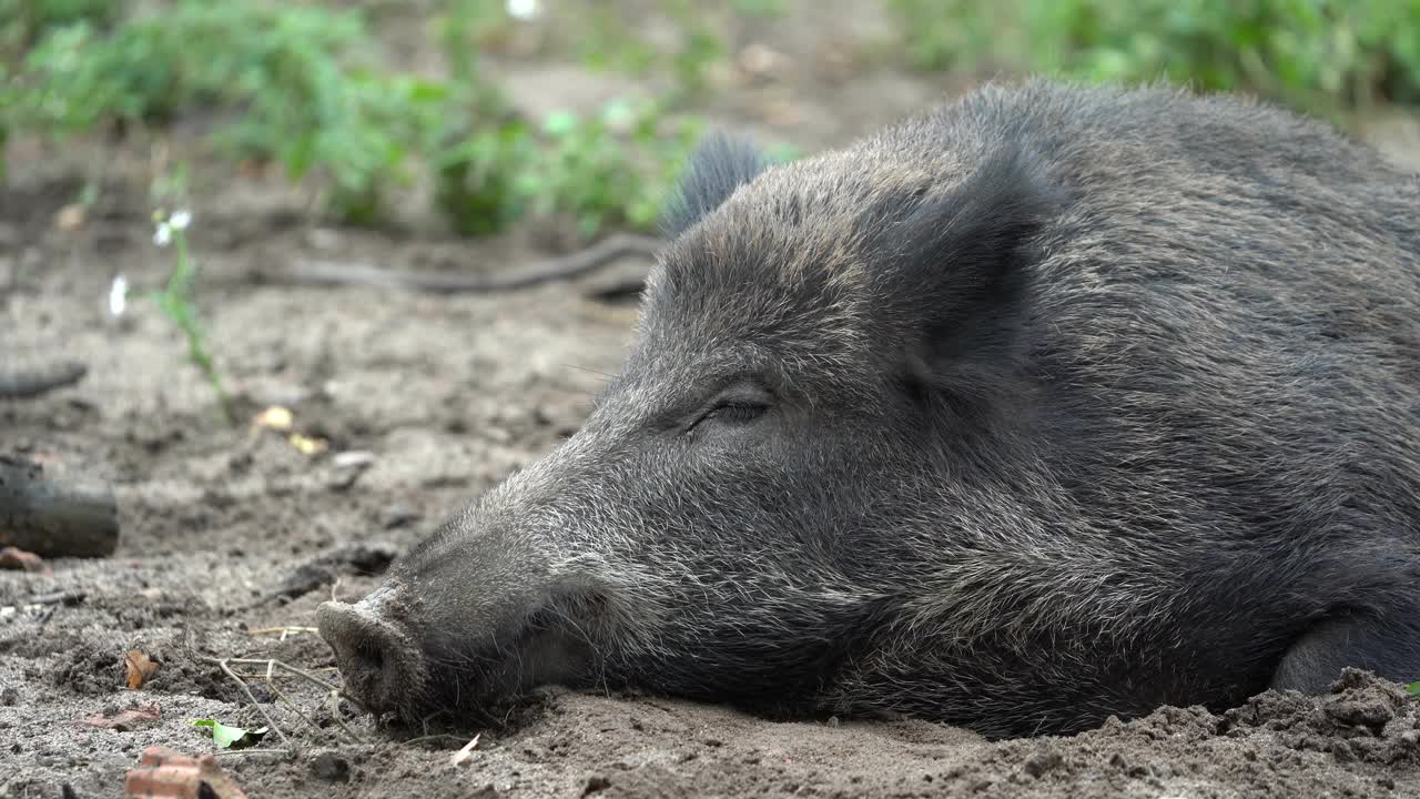 野猪（Sus scrofa）视频素材