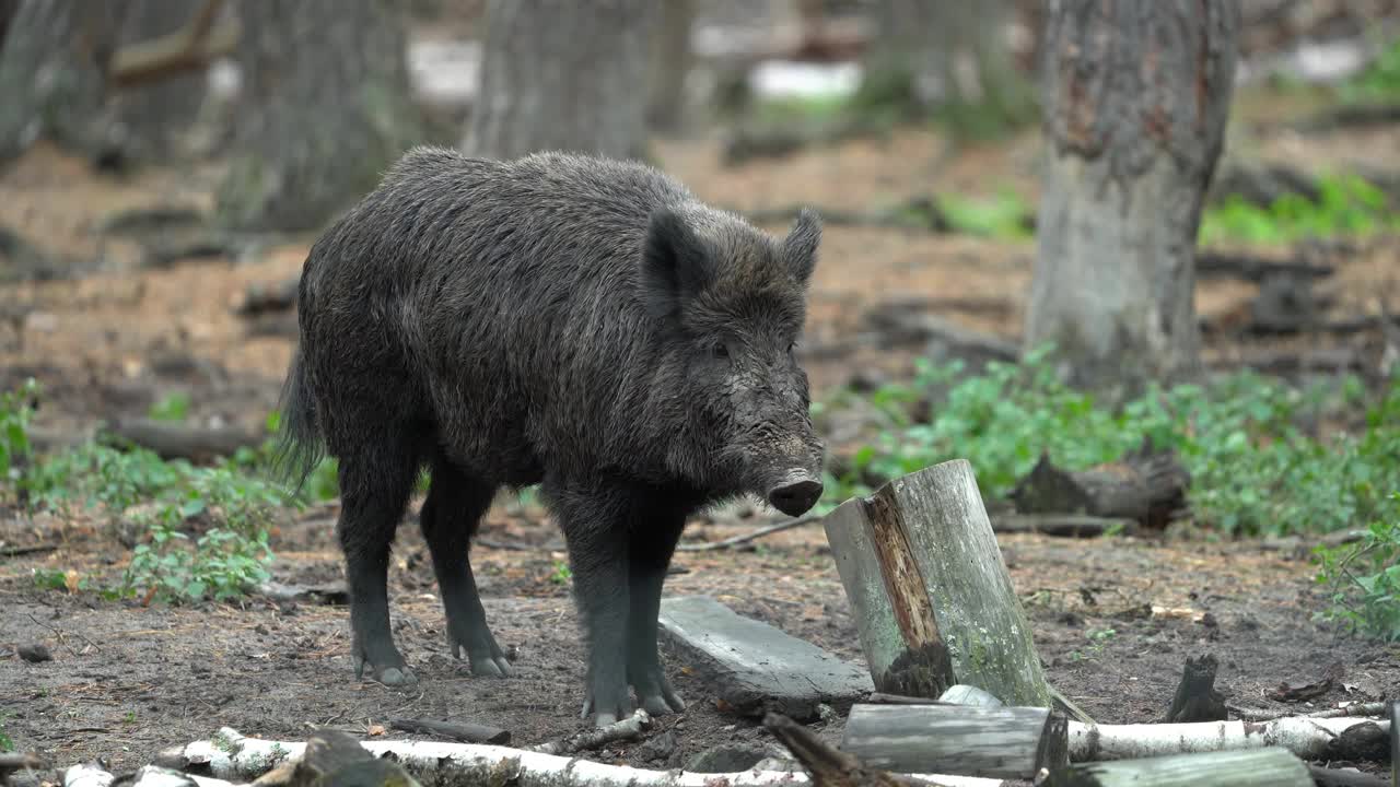 野猪（Sus scrofa）视频素材