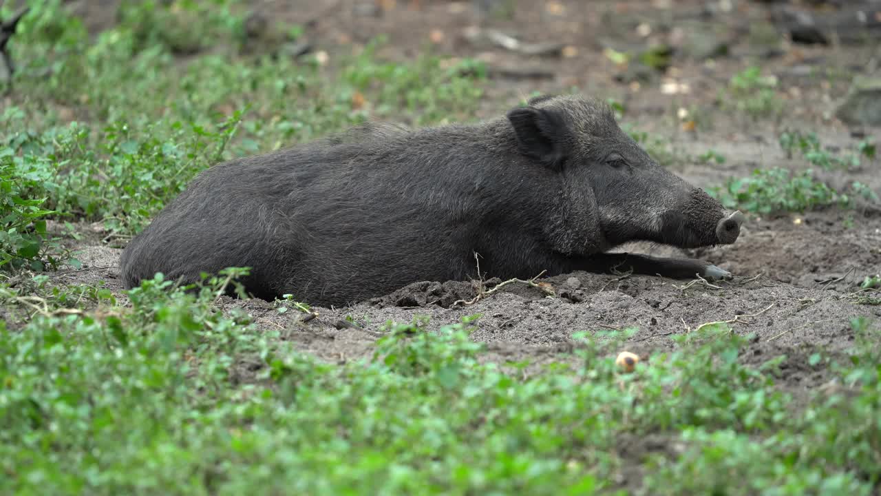 野猪（Sus scrofa）视频素材