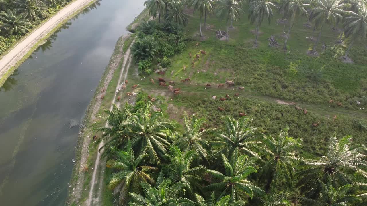 鸟瞰一群牛在河边吃草视频素材